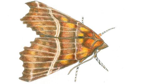 illustratie van de nachtvlinder roesje